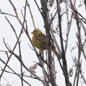 Yellowhammer