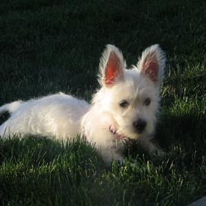 West Highland White Terrier