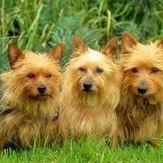 Australian Terrier