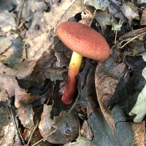 Red-cracked Bolete