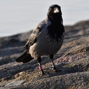 Hooded Crow