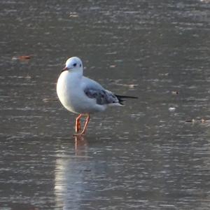 Black-headed Gull