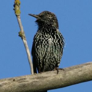 Common Starling