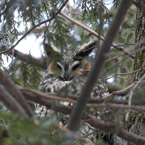 Long-eared Owl