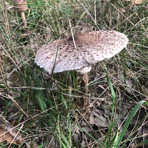 Parasol Mushroom