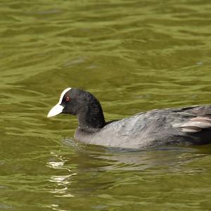 Common Coot