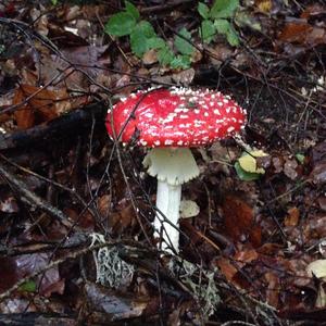 Fly Agaric