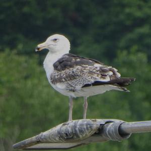 Great Black-backed Gull