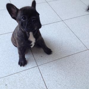 French Bulldog