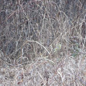 European Greenfinch