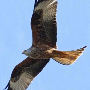 Red Kite