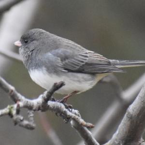 Dark-eyed Junco