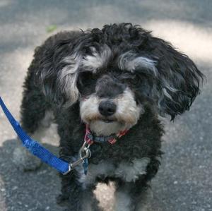 Unknown Breed