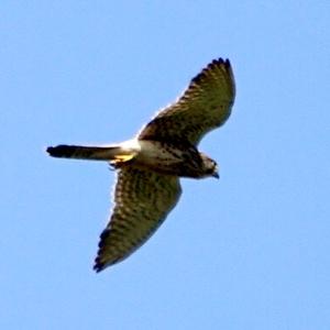 Common Kestrel