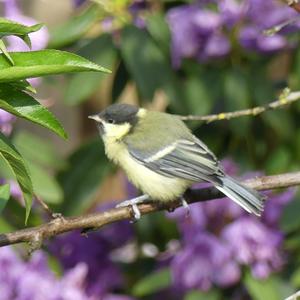 Great Tit