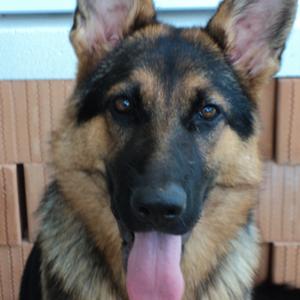 German Shepherd