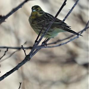 Yellowhammer