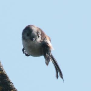 Long-tailed Tit