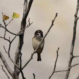 Eurasian Tree Sparrow