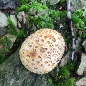 Pigskin Poison Puffball