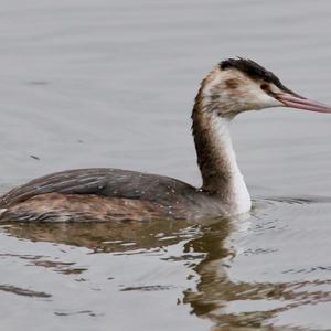 Great Crested Grebe