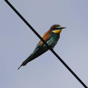 European Bee-eater