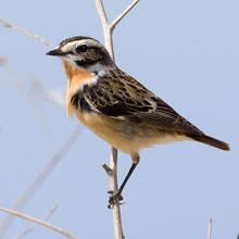 Whinchat