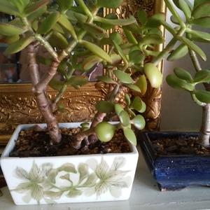 Unknown Species
