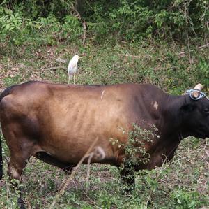 Cattle Egret