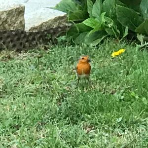 European Robin