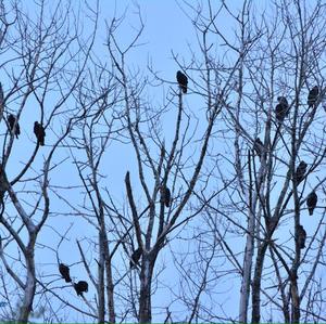 Turkey Vulture