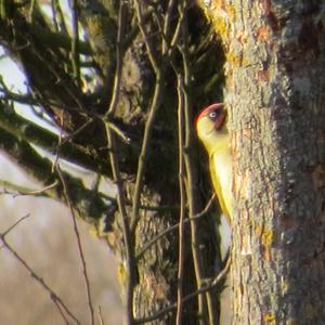 Eurasian Green Woodpecker