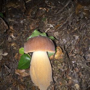 King Bolete