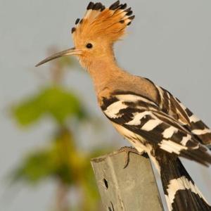 Eurasian Hoopoe