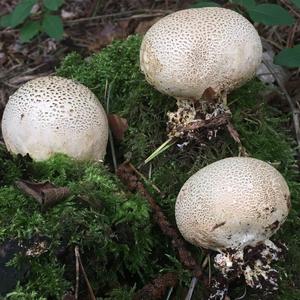 Pigskin Poison Puffball