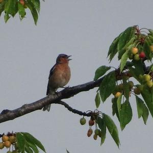 Eurasian Chaffinch