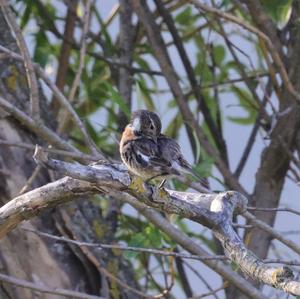 European stonechat