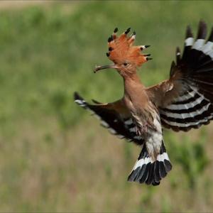 Eurasian Hoopoe