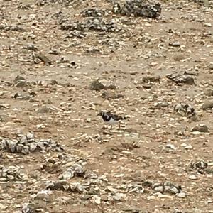 Little Ringed Plover