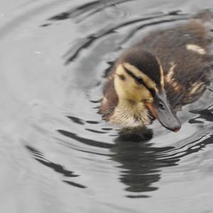 Mallard