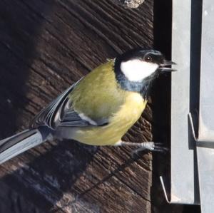 Great Tit