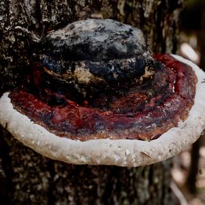 Red-belted Polypore