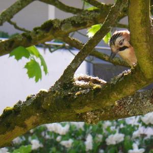 Eurasian Jay