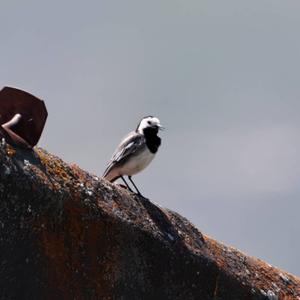 White Wagtail