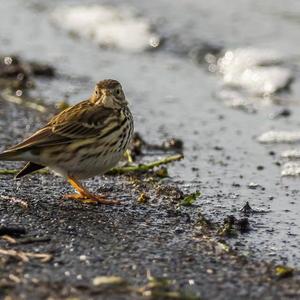 Reed Bunting