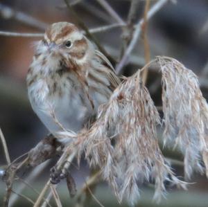 Reed Bunting