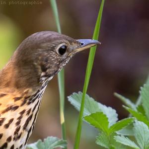 Song Thrush