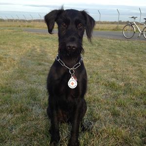 Giant Schnauzer