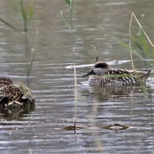 Marbled Teal