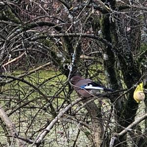 Eurasian Jay